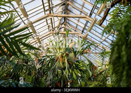 Staghorn felce in serra tropicale. Elkhorn felce in vaso appeso sul tetto in vetro in serra Foto Stock