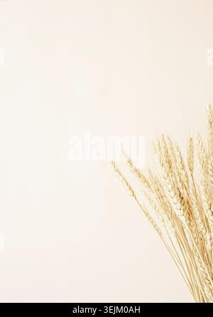 Primo piano di picchi di grano su sfondo beige. Composizione floreale neutra minima Foto Stock