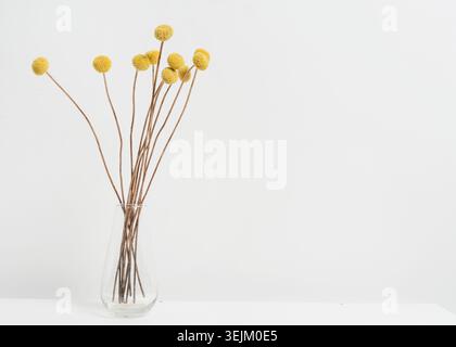 Set di fiori craspedia in vaso di vetro, spazio copia Foto Stock