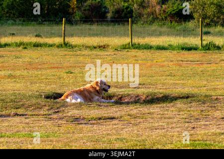Un cane Golden retriever sdraiato e riposato in una piccola immersione erbosa all'interno di un campo aperto al tramonto dell'ora d'oro, Formby, Regno Unito. Foto Stock