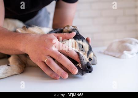 Mani dell'uomo che lavano i denti di un cane pastore di razza mista Foto Stock