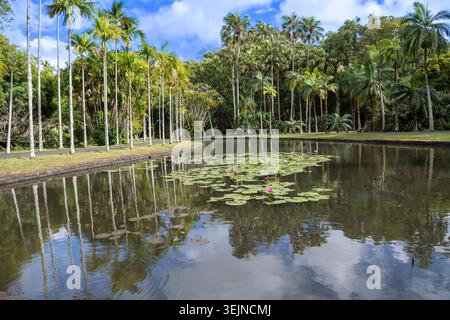 Stagno, fiori di loto (Nelumbo), loto, Sir Seewoosagur Ramgoolam Botanical Garden, SSR Botanical Garden, noto anche come Pampleme Foto Stock