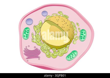 Illustrazione di una cellula eucariotica, che mostra componenti chiave tra cui nucleo, mitocondri, reticolo endoplasmatico, apparato Golgi e altri organelli. Foto Stock