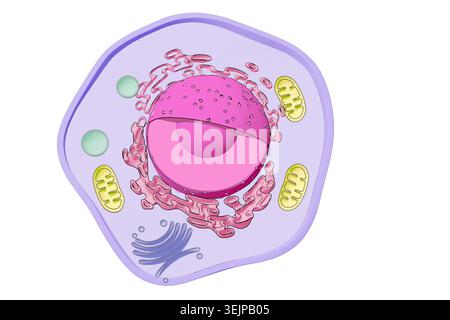 Illustrazione di una cellula eucariotica, che mostra componenti chiave tra cui nucleo, mitocondri, reticolo endoplasmatico, apparato Golgi e altri organelli. Foto Stock