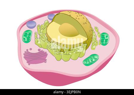 Illustrazione di una cellula eucariotica, che mostra componenti chiave tra cui nucleo, mitocondri, reticolo endoplasmatico, apparato Golgi e altri organelli. Foto Stock