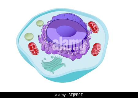 Illustrazione di una cellula eucariotica, che mostra componenti chiave tra cui nucleo, mitocondri, reticolo endoplasmatico, apparato Golgi e altri organelli. Foto Stock