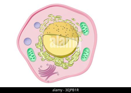 Illustrazione di una cellula eucariotica, che mostra componenti chiave tra cui nucleo, mitocondri, reticolo endoplasmatico, apparato Golgi e altri organelli. Foto Stock