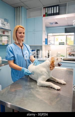 Veterinario che esamina un cane felice in una clinica luminosa durante il giorno Foto Stock