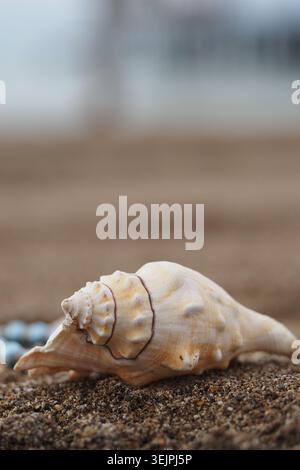 Conchiglia su una spiaggia sabbiosa con ciottoli blu nelle vicinanze Foto Stock
