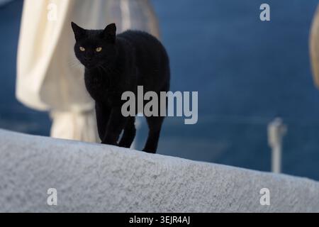 Il gatto nero con gli occhi gialli cammina lungo un muro bianco a Santorini, in Grecia durante il giorno. Foto Stock