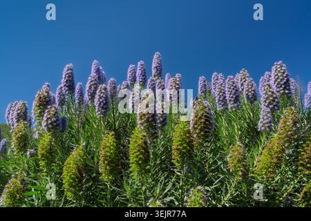 Fiore all'occhiello di Madeira nei promontori di Marin vicino a San Francisco, California, Stati Uniti. Foto Stock
