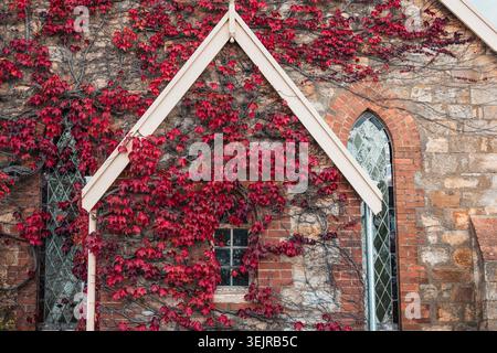edera autunnale rossa che copre le pareti in pietra di una chiesa storica di Hahndorf, Australia meridionale, Australia. Foto Stock