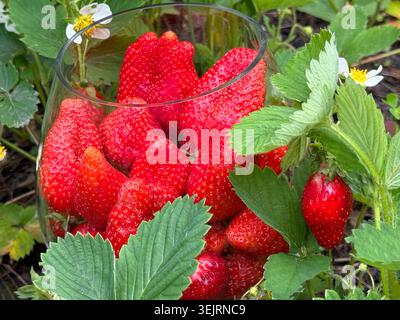 Fragole fresche e mature raccolte in giardino Foto Stock