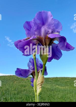 Fiore di iris viola contro il cielo blu Foto Stock