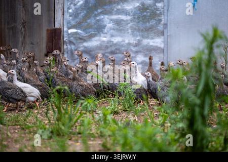 Un grande gregge di giovani cavie domestiche si trova sul terreno sterrato vicino a piante verdi e erba di fronte a una rustica porta di fienile in legno e a me Foto Stock