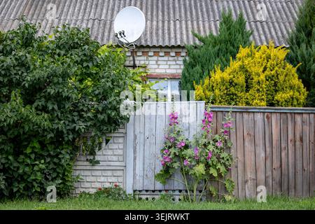 I fiori di hollyhock rosa crescono contro una recinzione di legno intemprata di fronte a una casa rurale in mattoni con un tetto ondulato grigio, una parabola satellitare, un cespuglio verde Foto Stock