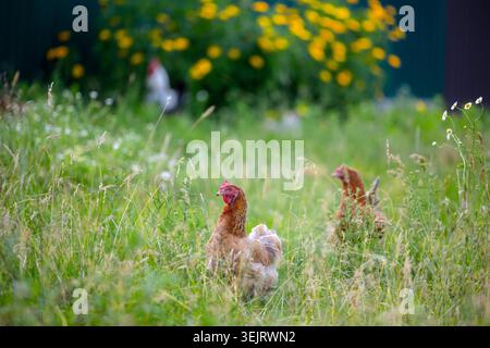 Due polli bruni domestici stanno in piedi e si forgiano in un campo di erba verde alta e vegetazione selvatica, mentre fiori selvatici gialli fioriscono nel dorso morbido Foto Stock