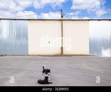 Due cani, uno in piedi e uno sdraiato, sono visti su un terreno asfaltato di fronte a un grande magazzino industriale con una parete metallica ondulata e un W Foto Stock