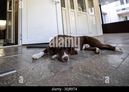 Un cane marrone di medie dimensioni con zampe bianche e museruola giace su un pavimento piastrellato grigio proprio di fronte a una porta d'ingresso in plastica bianca di Foto Stock