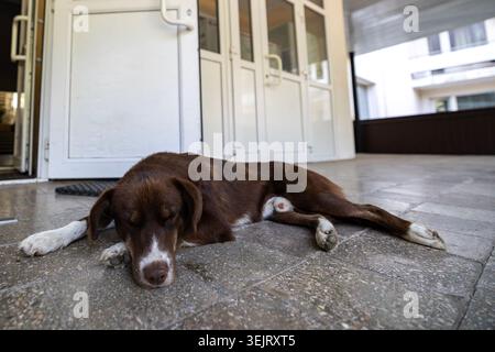 Un cane marrone e bianco giace dormendo su un pavimento in pietra piastrellato grigio di fronte a un moderno ingresso di un edificio con porte chiuse in vetro bianco con telaio in plastica, ca Foto Stock