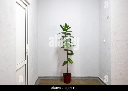 Un'alta pianta di gomma in vaso di colore verde si erge su un pavimento in cemento in un angolo vuoto di una stanza interna con pareti in gesso testurizzato bianco e vetro chiuso Foto Stock