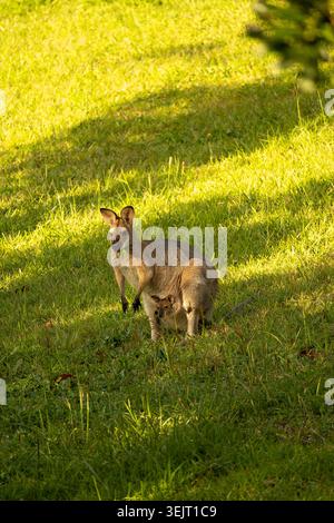 Wallaby selvaggio dal collo rosso (Macropus rufogriseus), con la sua piccola joey (baby) nella sua custodia - Queensland Australia. Era in un campo erboso. Foto Stock