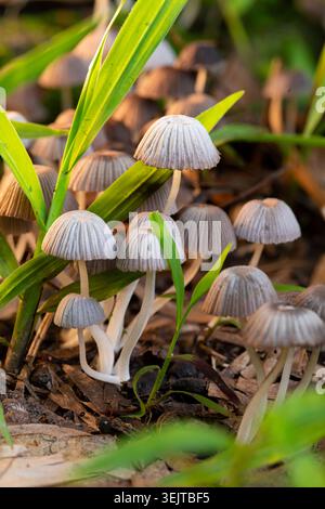 Macro shot di un delicato gruppo di funghi selvatici pieghettati che crescono tra le lame di erba verde fresca sul pavimento della foresta, con una luce soffusa e dorata del mattino. Foto Stock