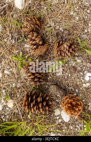 Diversi coni di pino marrone caduti nel terreno boschivo ricoperti da aghi secchi, ideali per decorazioni natalizie naturali e artigianato fai da te Foto Stock
