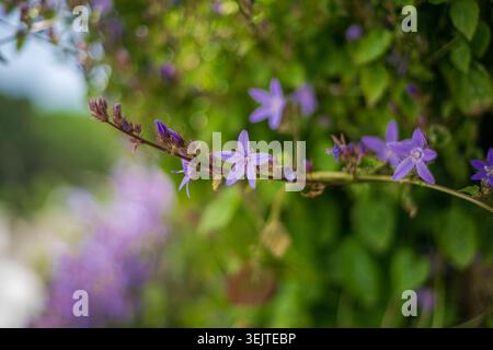 Campanile serbo (Campanula poscharskyana) primo piano con morbido sfondo bokeh Foto Stock