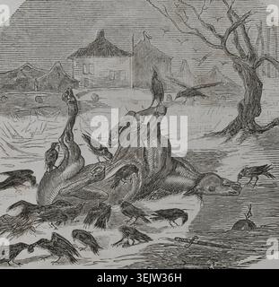 Guerra franco-prussiana (1870-1871): Corvi che strappano la carcassa di un cavallo, 1870. Da "Historia de la Guerra de Francia y Prusia" (storia della guerra tra Francia e Prussia), volume i, pubblicato a Barcellona, 1870. Foto Stock