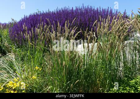 Vista grandangolare delle punte di fiori di panna di peloso Melic Melica ciliata e salvia viola in un giardino estivo Foto Stock