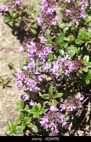 Fiori rosa e viola di Thyme Thymus pulegioides a foglia larga in un giardino roccioso Foto Stock