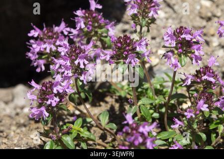 Fiori rosa e viola di Thyme Thymus pulegioides a foglia larga in un giardino roccioso Foto Stock