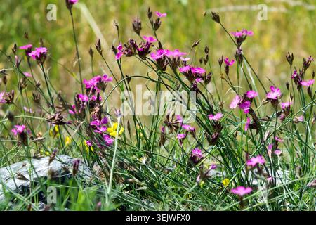 Fiori rosa viola di certosina Rosa Dianthus carthusianorum su un prato in estate Foto Stock