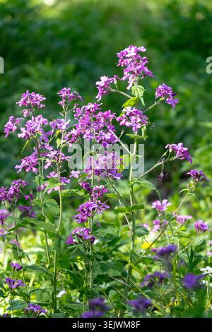 Fiori viola di perenne onestà Lunaria rediviva in un giardino primaverile Foto Stock