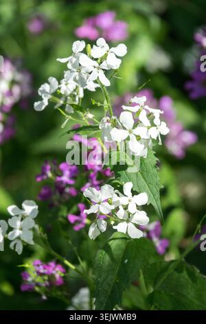 Fiori bianchi di perenne onestà Lunaria rediviva in un giardino primaverile Foto Stock