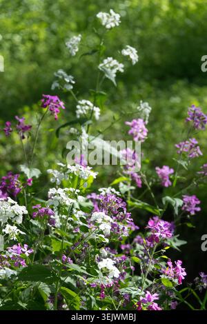 Onestà annuale, Lunaria annua Albiflora Foto Stock
