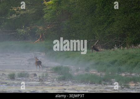 Cervo europeo - Capreolus capreolus, ritratto di cervo comune proveniente da foreste, boschi e prati europei, fiume San, Polonia. Foto Stock