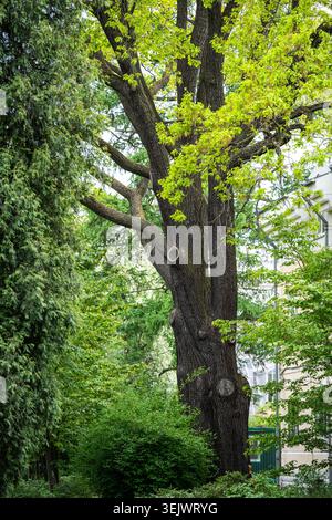 Vecchia quercia nel giardino primaverile che cresce con foglie fresche giovani Foto Stock