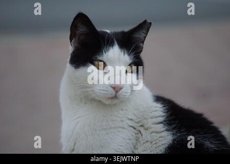 Primo piano ritratto di un gatto da smoking con pelliccia in bianco e nero Foto Stock