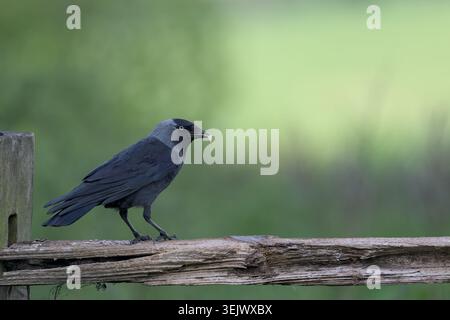 Jackdaw appollaiato su una recinzione Foto Stock