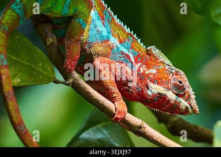 Vivace ritratto ravvicinato di un camaleonte colorato arroccato su un ramo tra verdi foglie tropicali. Foto Stock
