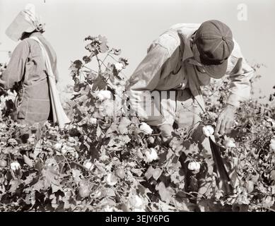 Due operai si piegano su piante di cotone che raccolgono a mano bolls in un campo in questa suggestiva fotografia agricola americana in bianco e nero d'epoca. Foto Stock