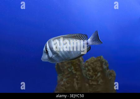 Zebrasoma velifer, codolo di pinna del Pacifico con strisce arancioni e muso allungato che nuota nell'acqua blu dello sfondo dell'acquario. Oceanarium, sott'acqua Foto Stock
