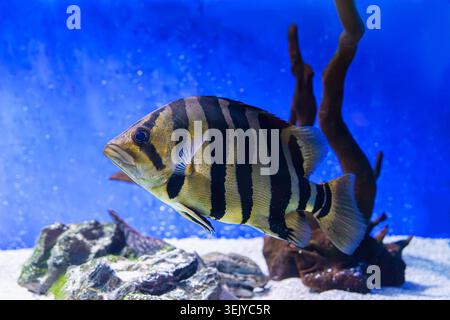 Primo piano di pesci tigre siamesi o pesci tigre Datnoid. Pesci tropicali a strisce con motivi neri e gialli che nuotano sullo sfondo blu dell'acquario. Foto Stock