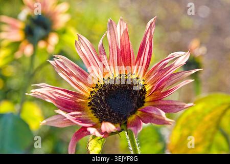 Girasole ornamentali a righe che si illuminano alla luce del tardo pomeriggio, i suoi petali cremisi e crema si irradiano intorno a un centro di velluto scuro. Foto Stock