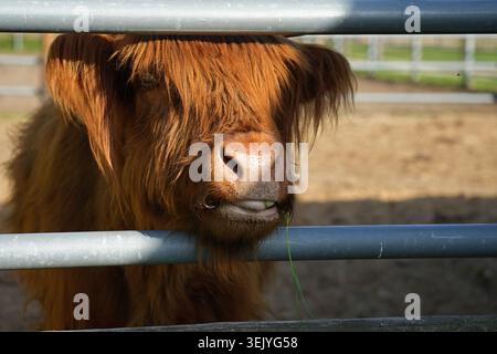 Primo piano del bestiame delle Highland scozzesi dietro una recinzione metallica. Foto di alta qualità Foto Stock