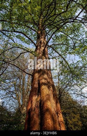 La sequoia dell'alba si innalza verso il cielo, il suo torreggiante tronco e il fresco fogliame primaverile catturano la tranquilla grandezza di un antico gigante Foto Stock