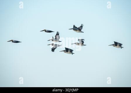 Stormo di pellicani in volo contro il cielo azzurro Foto Stock