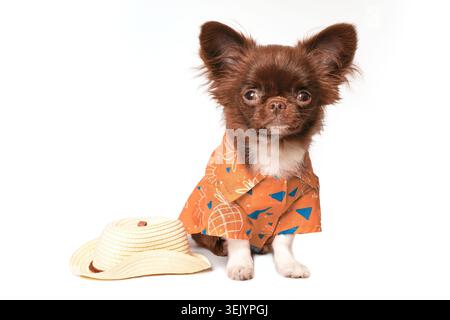 Affascinante chihuahua con colorata camicia hawaiana con un elegante cappello su sfondo bianco Foto Stock
